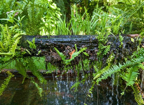 Plants sprouting from a canal made from an old hollowed-out log. Selective focus
