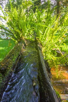 Plants sprouting from a canal made from an old hollowed-out log. Selective focus