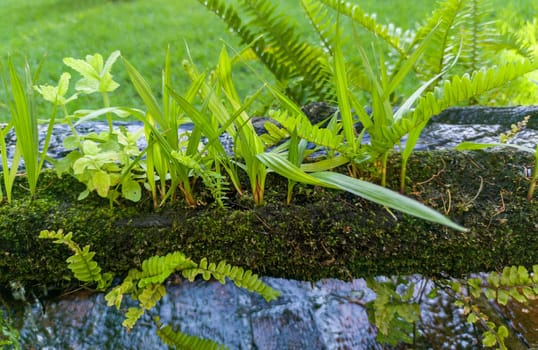 Plants sprouting from a canal made from an old hollowed-out log. Selective focus