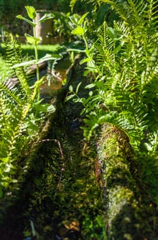 Plants sprouting from a canal made from an old hollowed-out log. Selective focus
