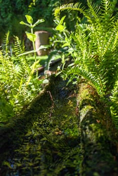 Plants sprouting from a canal made from an old hollowed-out log. Selective focus