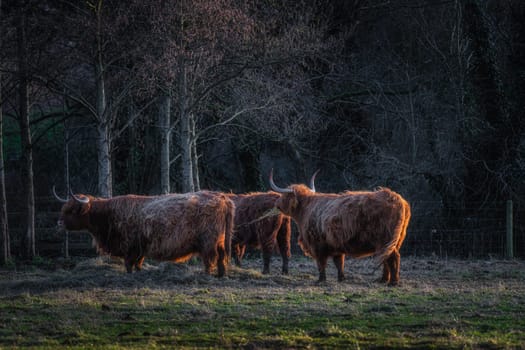 Beautiful, long furred or haired, ginger coloured Scottish Highland cattle grazing on field in the St Annes Park near Leixlip, Dublin, Ireland