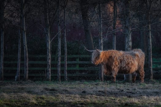 Beautiful, long furred or haired, ginger coloured Scottish Highland cow in the St Annes Park near Leixlip, Dublin, Ireland