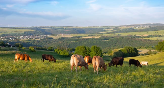 Cows grazing on pasture in Germany, species appropriate animal husbandry, farmland meadow