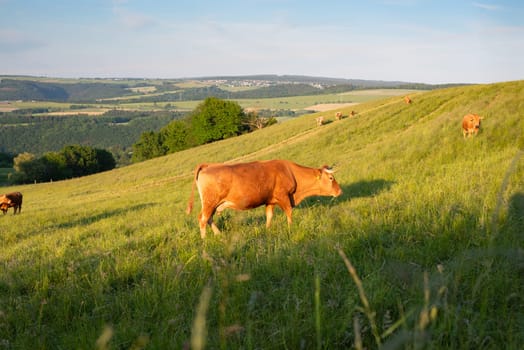 Cows grazing on pasture in Germany, species appropriate animal husbandry, farmland meadow
