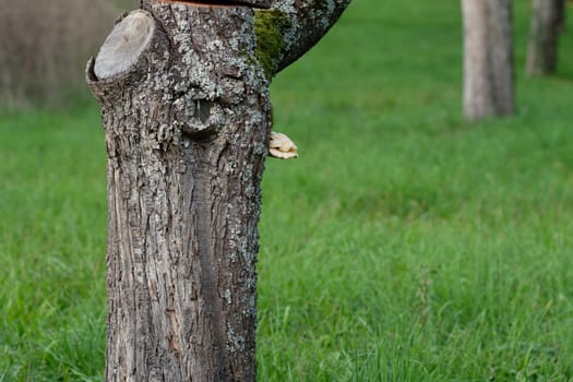 Fruit tree trunk with lichen and moss on bark close-up