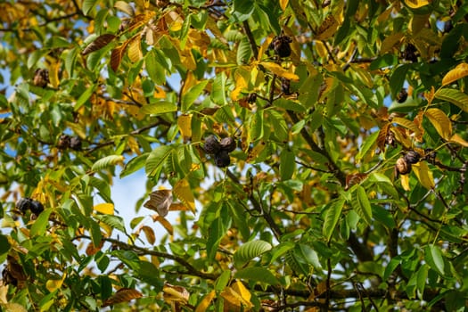 Ripe walnut in autumn coloured foliage plant