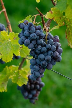 Ripe pinot noir red wine grapes close-up