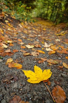 Yellow maple leaf in autumn on forest soil close-up