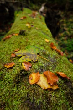 Yellow autumn leaves of beech tree close-up