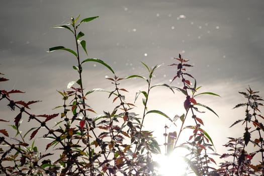 Plants and grass in the back lit of a lake close-up
