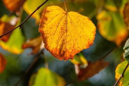 Yellow orange linden leaf in back lit of the sun close-up