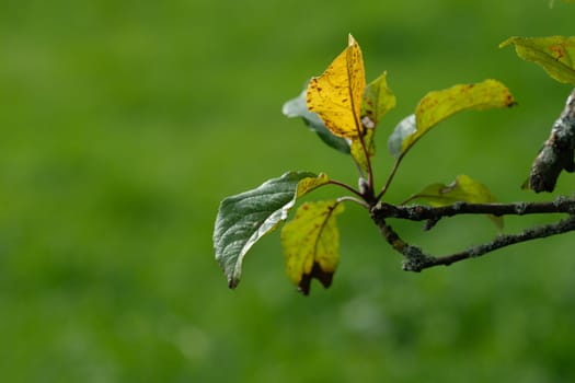 Apple tree twig with autumn foliage leaves close-up