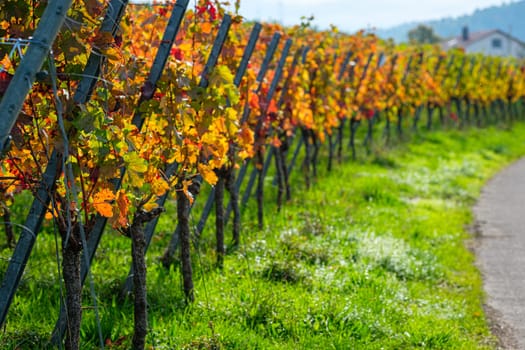 Vines in vineyard in yellow orange autumn colours landscape