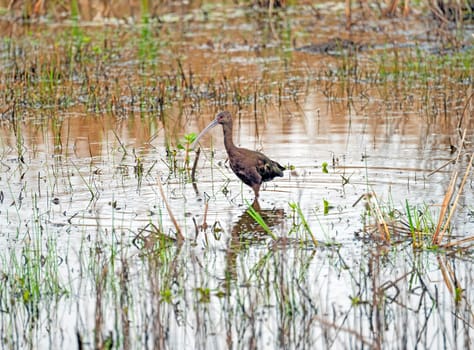 Non Breeding White Faced Ibis in a Wetland in Anahuac National Wildlife Refuge in Texas