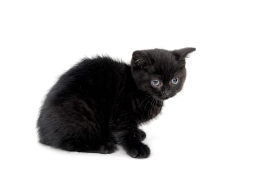 fluffy purebred black kitten sits sideways on an isolated background. High quality photo