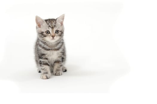 Fluffy purebred gray kitten on a white isolated background. High quality photo