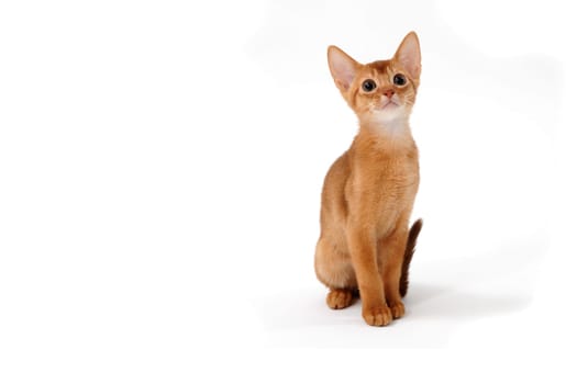 Abyssinian red kitten on a white isolated background. High quality photo