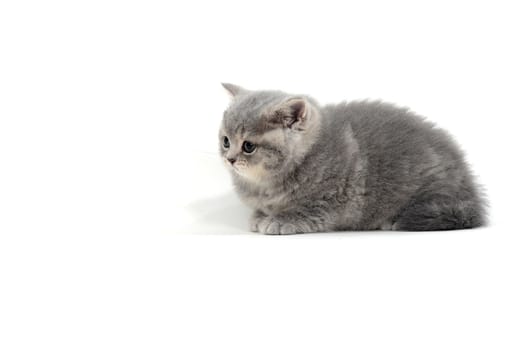 Fluffy purebred gray kitten on a white isolated background. High quality photo