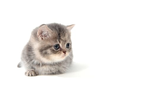 Fluffy purebred gray kitten on a white isolated background. High quality photo
