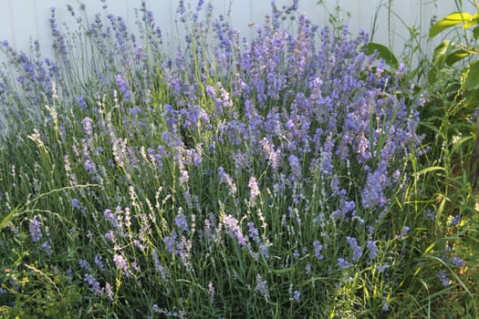 Summer flowers grew in a the garden