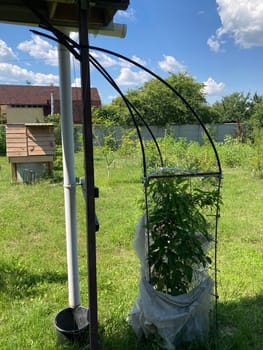 Construction for protecting liana plant in a the garden