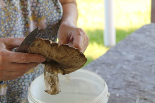I collected edible aspen the mushrooms