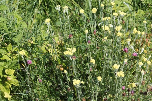 Summer flowers grew in a the garden