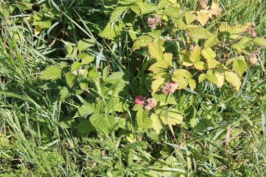 Summer flowers grew in a the garden