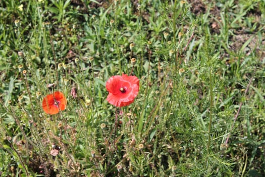 Summer flowers grew in a the garden