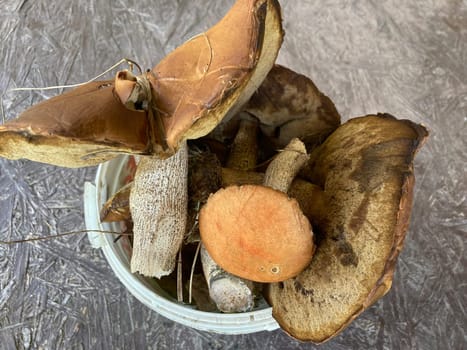 I collected edible aspen the mushrooms