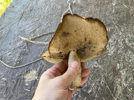 I collected edible aspen the mushrooms