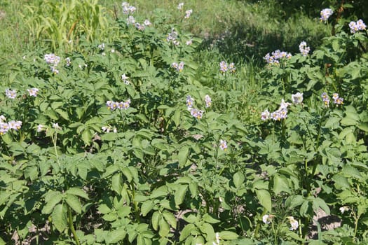 Summer flowers grew in a the garden
