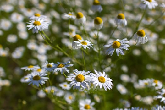 chamomile field in summer - soft focus