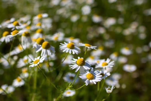 chamomile field in summer - soft focus