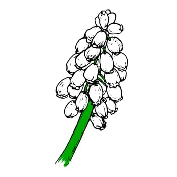 Spring flowers drawing with line art on white