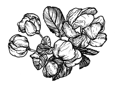 Spring flowers drawing with line-art on white
