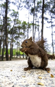 Detail of wild mammal animal eating in nature