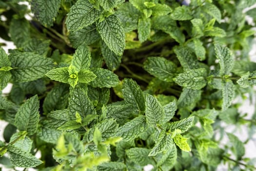 Detail of aromatic plant, natural medicine, nature