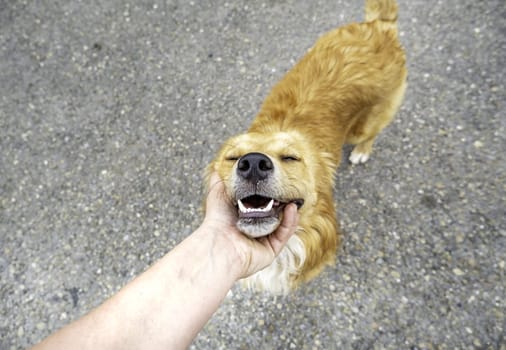 Detail of abandoned dog in a cage, kennel, adoption
