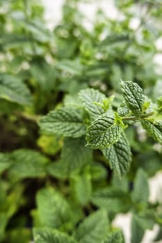 Detail of aromatic plant, natural medicine, nature