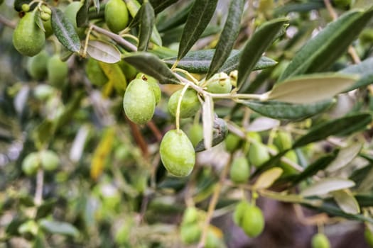 Detail of green olives on an olive tree in nature