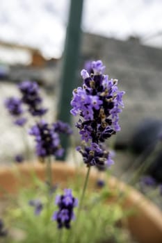 Detail of aromatic flower in a field, nature and health