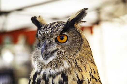 Detail of wild bird of prey in a falconry exhibition