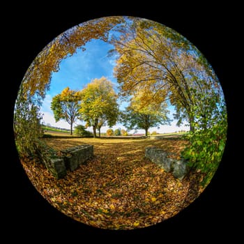 Forest in autumn colors landscape with fish-eye distortion