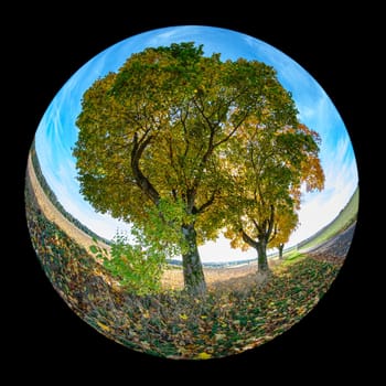 Trees at a road landscape with fish-eye distortion effect