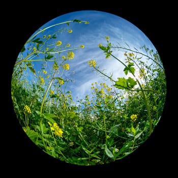 Close-up with fish-eye distortion of yellow flowers of rape plant