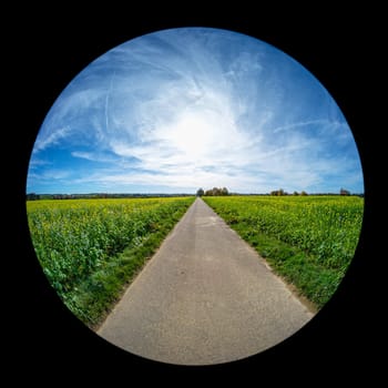 Road with green rape fields and blue sky with fish-eye distsortion landscape