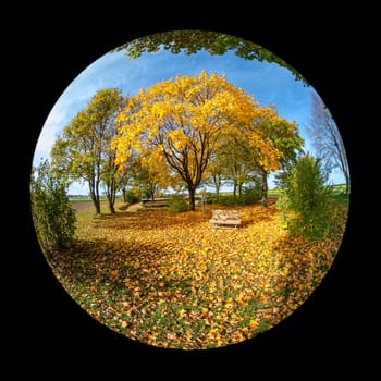 Trees in autum color foliage with bench with fish-eye distortion landscape