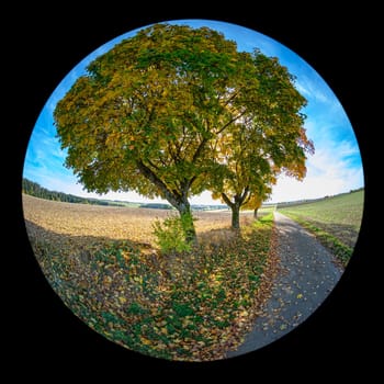 Maple trees in autuum colors and road with fish-eye distortion circle